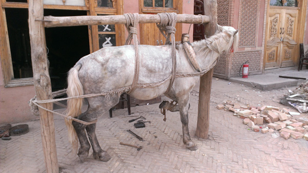 The horse is getting new shoes. But at first I thought it was going to be butchered.